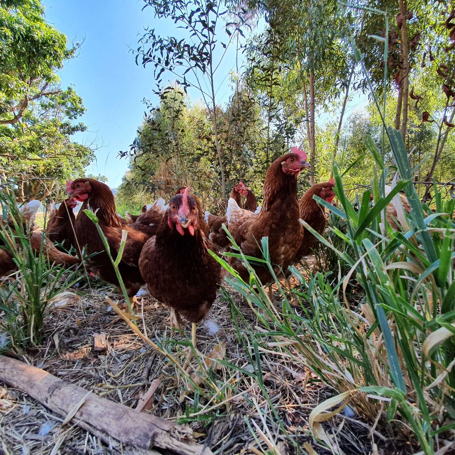 organicsnet-fazenda-da-toca-20200504_135833