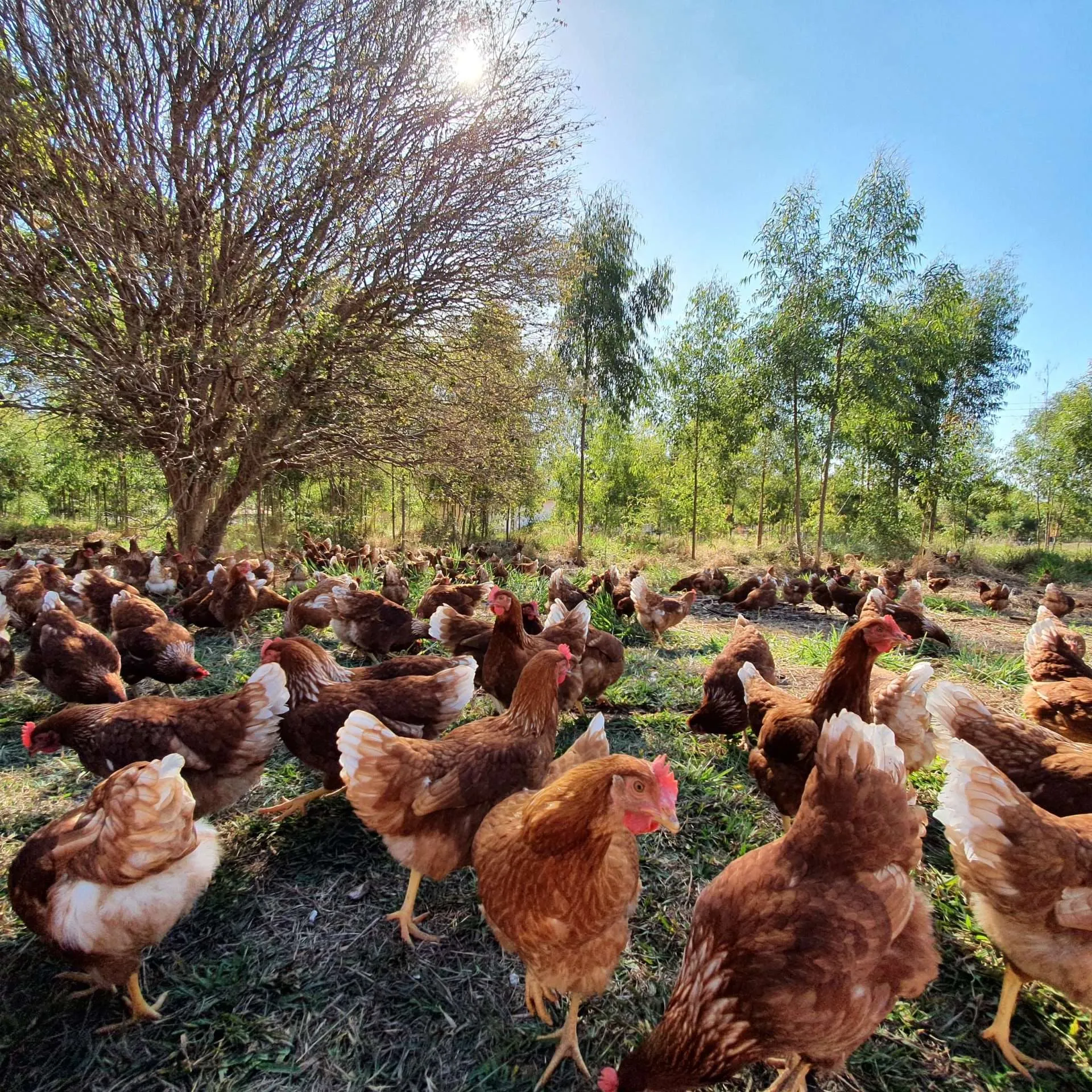 organicsnet-fazenda-da-toca-20200504_145114