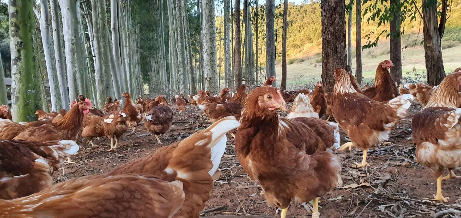 organicsnet-fazenda-da-toca-20200709_172000