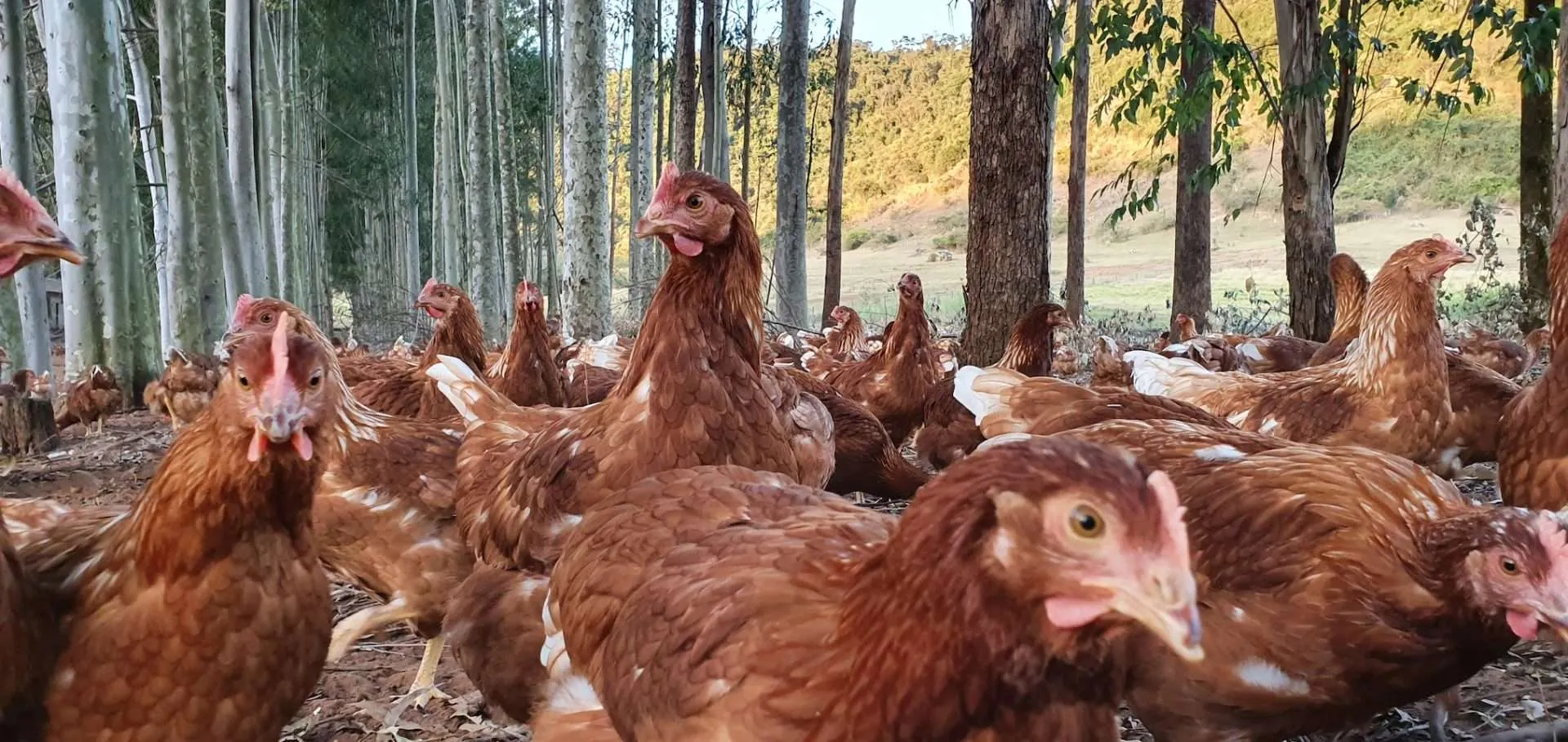 organicsnet-fazenda-da-toca-20200709_172138