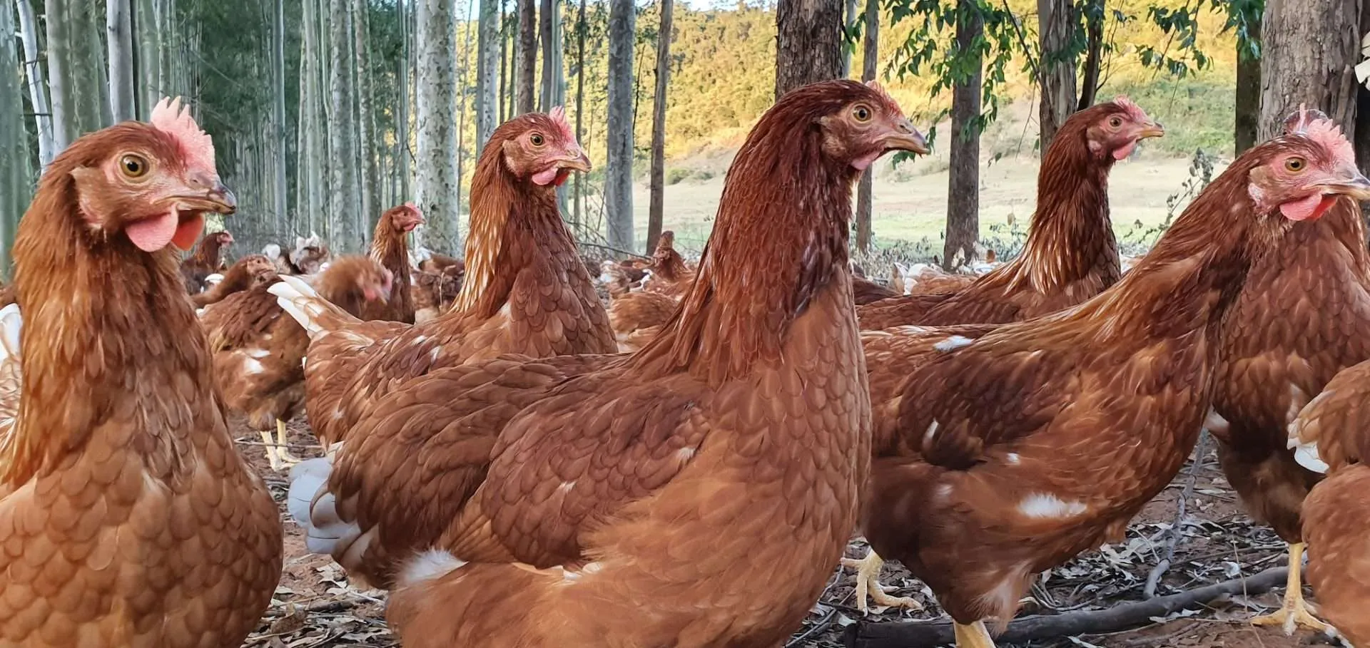 organicsnet-fazenda-da-toca-20200709_172143-1