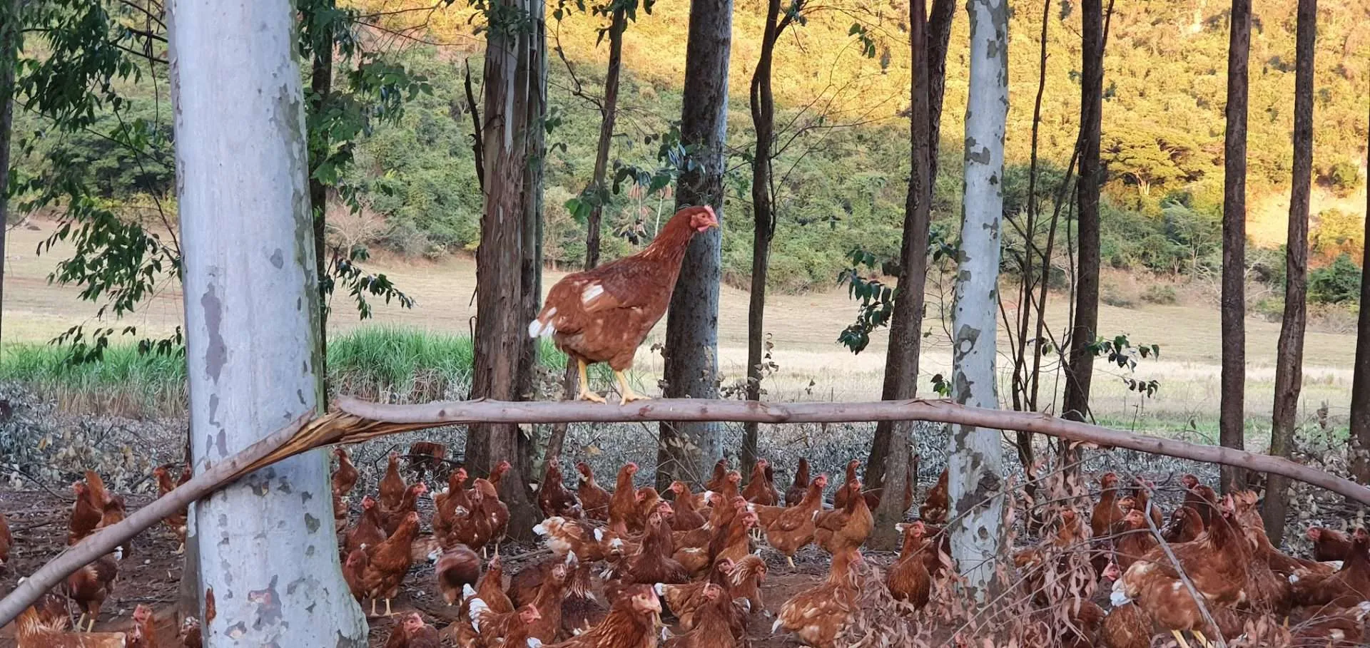 organicsnet-fazenda-da-toca-20200709_172707