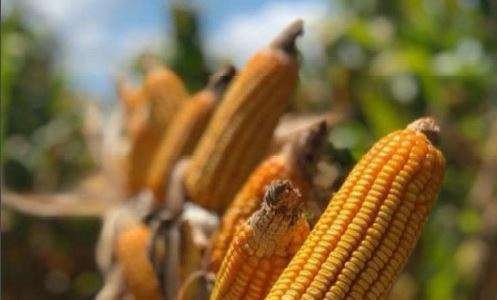 Economia verde: de quantos planetas vamos precisar?