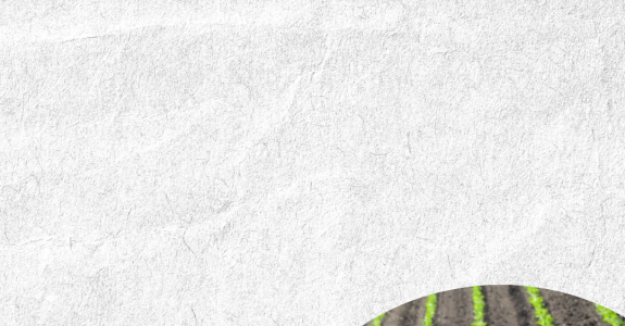 Manejo e boas práticas bem feitas geram resultados positivos