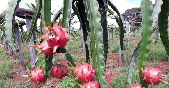 Pitaia orgânica no ES