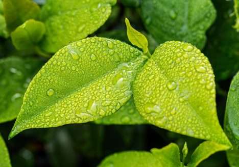 Conceitos, uso e vantagens da absorção e adubação foliar