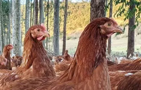 Criação de galinhas em sistemas agroecológicos Criação de galinhas em sistemas agroecológicos