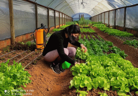 RS: grupo intermunicipal de produção orgânica é criado