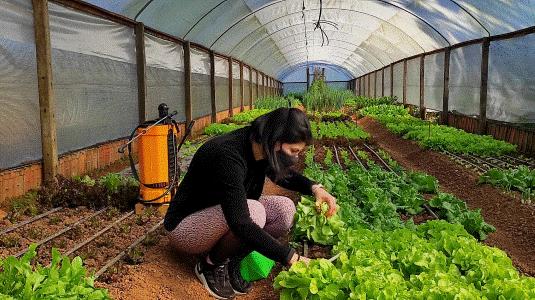 RS: grupo intermunicipal de produção orgânica é criado