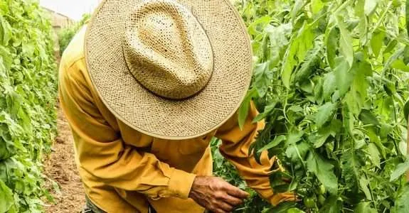 Agricultura orgânica avança, mas produtores cobram recursos e menos burocracia