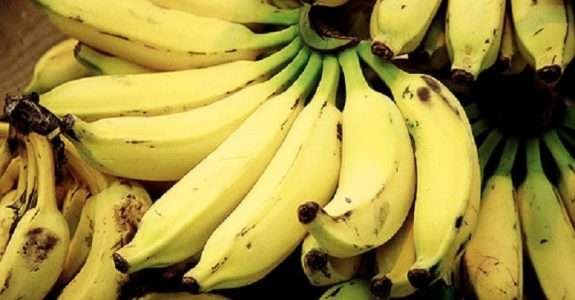 SC se destaca na produção orgânica de bananas