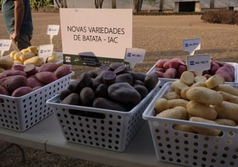 IAC lança as primeiras variedades de batata coloridas do Brasil IAC lança as primeiras variedades de batata coloridas do Brasil
