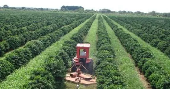 Manejo biológico evita perdas nos cafezais