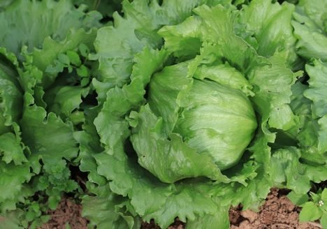 IDR-Paraná quer fortalecer a agricultura orgânica IDR-Paraná quer fortalecer a agricultura orgânica