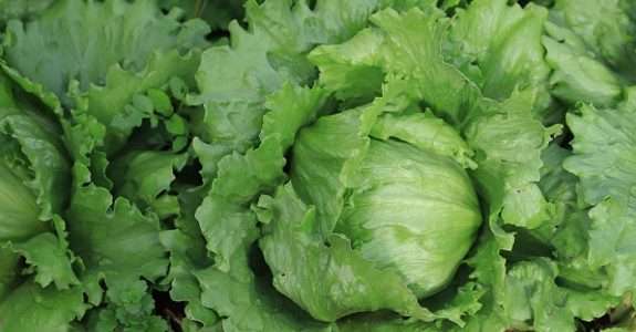 IDR-Paraná quer fortalecer a agricultura orgânica