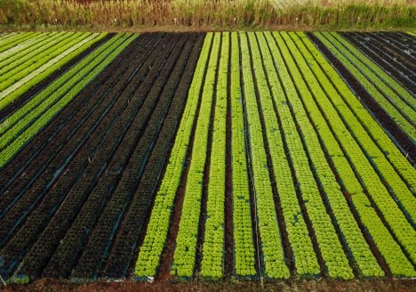 Fazenda Malunga: uma das maiores fazendas de orgânicos do Brasil