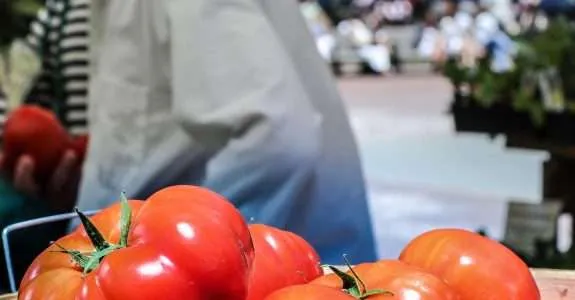 Cultivo de tomate orgânico consorciado com coentro em estufa agrícola promove sustentabilidade no Brejo paraibano