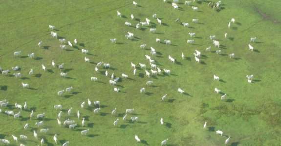 Pecuaristas aderem aos selos de boi sustentável e orgânico do Pantanal