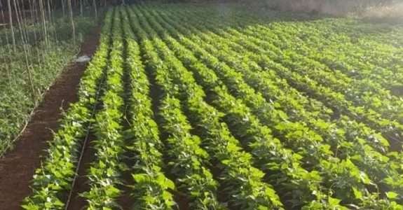 Projeto da Embrapa deixa legado para produtores rurais