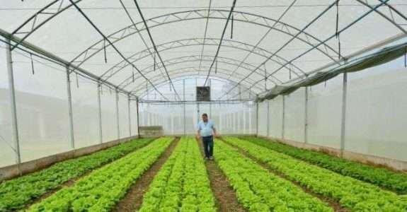 Centro de Referência de Produção Orgânica de Hortaliças na Epagri de Itajaí Centro de Referência de Produção Orgânica de Hortaliças na Epagri de Itajaí