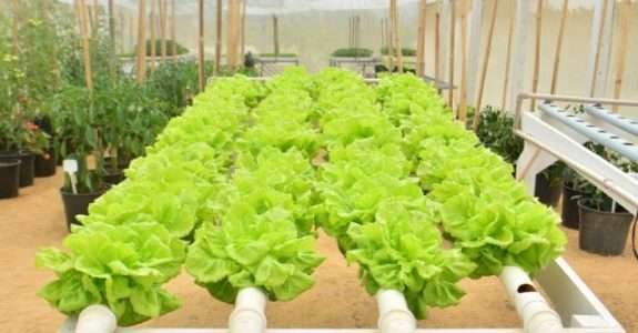 Centro de Referência de Produção Orgânica de Hortaliças na Epagri de Itajaí