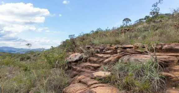 Bactérias do Cerrado capturam e distribuem fósforo para as plantas
