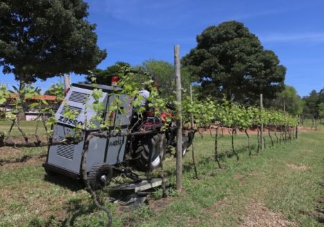 Capina elétrica é aliada do produtor de orgânicos