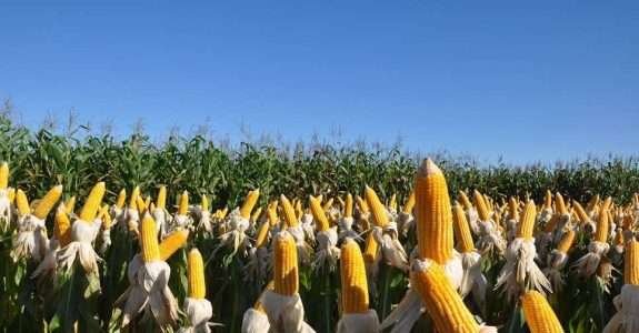 Bioinsumo pode reduzir em 25% o nitrogênio usado na adubação de cobertura do milho