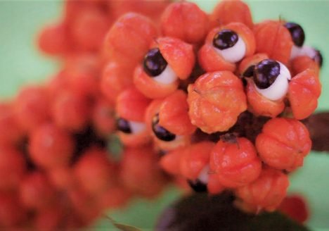 Guaraná Antarctica ganha certificado de produção orgânica na Amazônia Guaraná Antarctica ganha certificado de produção orgânica na Amazônia