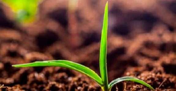 Agricultura regenerativa é o futuro verde do segmento