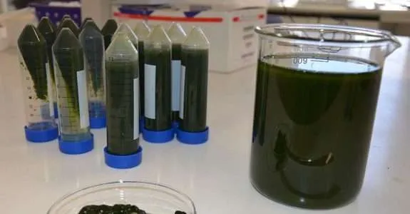 Novo bioinsumo à base de algas melhora crescimento e defesa das plantas Novo bioinsumo à base de algas melhora crescimento e defesa das plantas