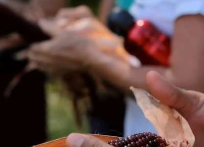 Milho orgânico é tema de debate em dia de campo