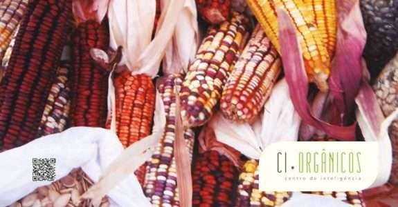 Suzano e Raiar Orgânicos fazem parceria para produção de grãos orgânicos