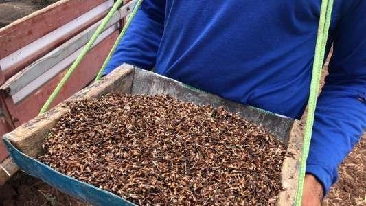 Fazenda Tamanduá resgata tradição do arroz vermelho.