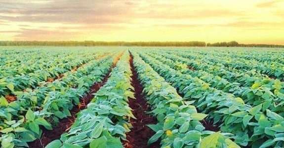 Fazenda da Toca e Rizoma Agro, novos participantes do OrganicsNet