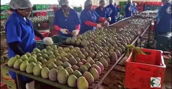 Mangas Biodinâmicas da Fazenda Tamanduá