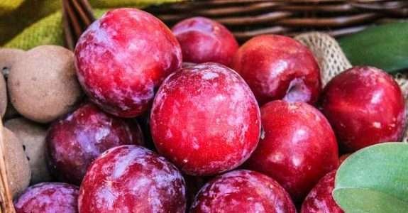 CI Orgânicos debate concorrência com foco em estratégias de mercado