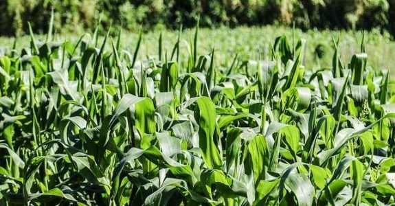 Folha promove fórum sobre agronegócio sustentável