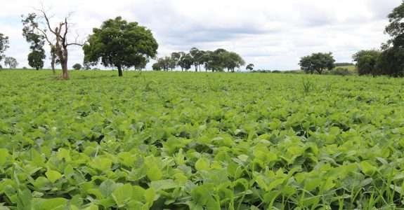 Oferta de soja orgânica nos EUA deve cair