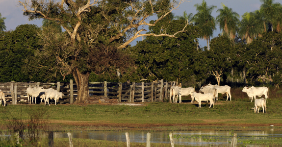 Fé na pecuária orgânica