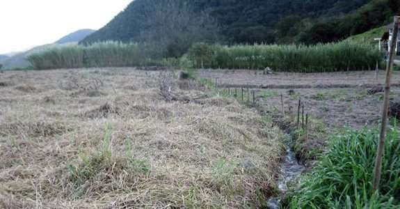 Ganesha e a importância dos quebra-ventos