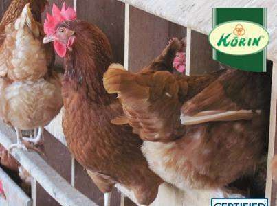 A partir do bem-estar animal, a Korin continua a crescer