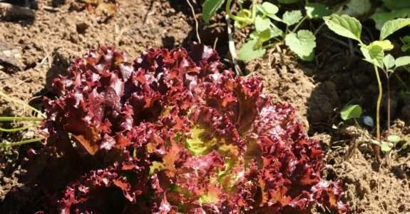 Estudo caracteriza a produção e o consumo de produtos orgânicos no Brasil.