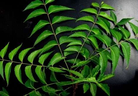 Visita a fazenda produtora de Neem