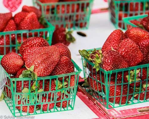 foto: OrganicsNet