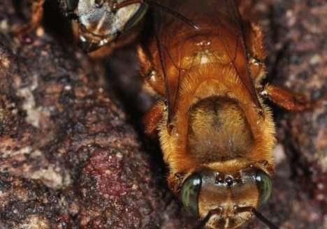 FAO alarmada com perda de biodiversidade no mundo FAO alarmada com perda de biodiversidade no mundo