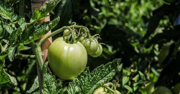 Produtores de orgânicos do Paraná são maioria entre os certificados pelo Tecpar