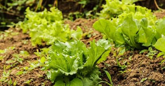 Brasil terá programa nacional para produção de alimentos saudáveis