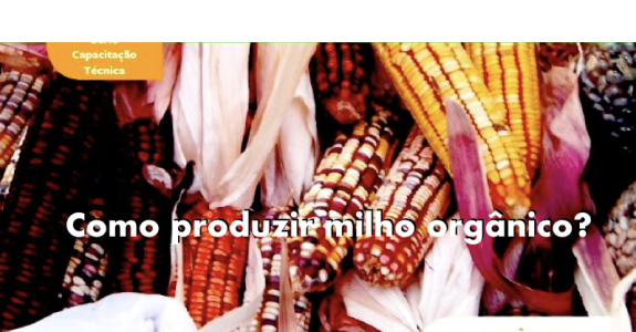 Mais da metade dos produtores de milho orgânico localizam-se no sul do Brasil