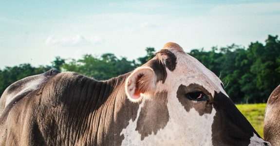 Criação de bois orgânicos